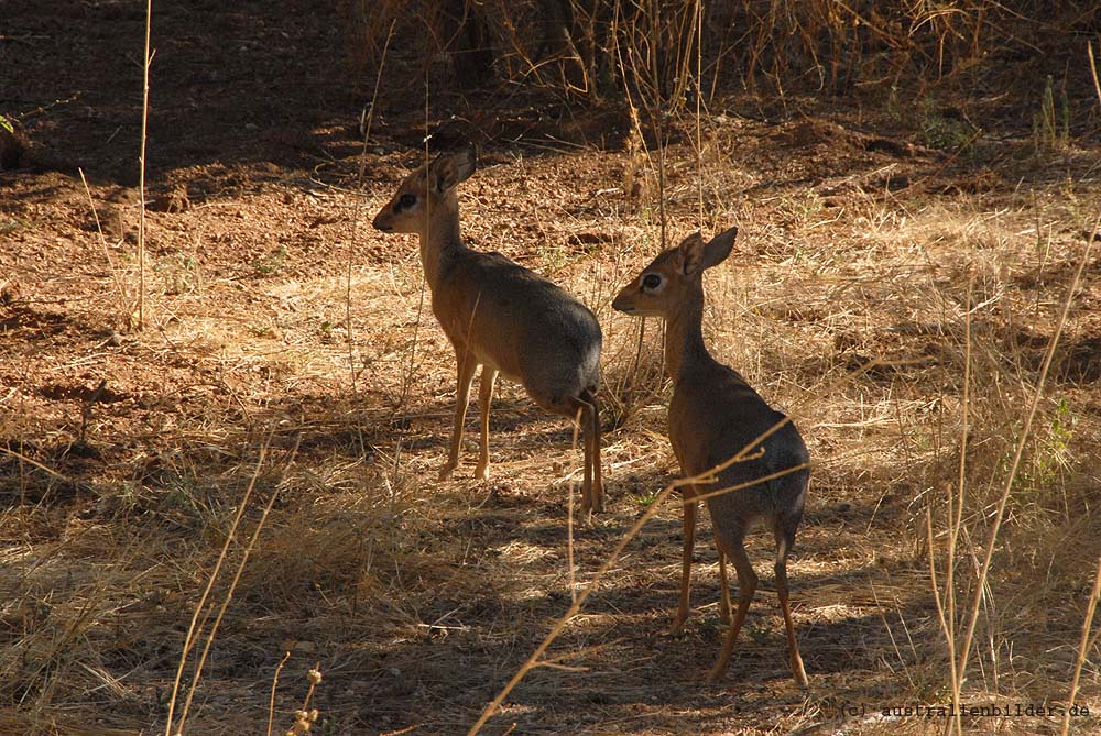 Dik Diks