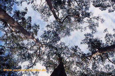 Tall Trees