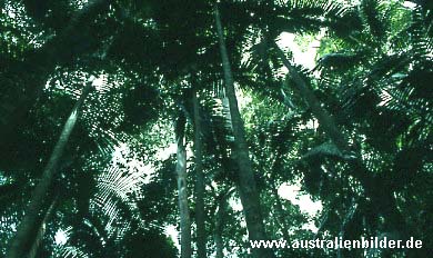 Regenwald am Mount Warning