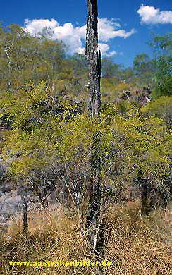 im Litchfield Nationalpark