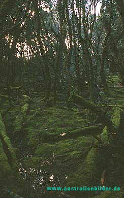 Enchanted Walk