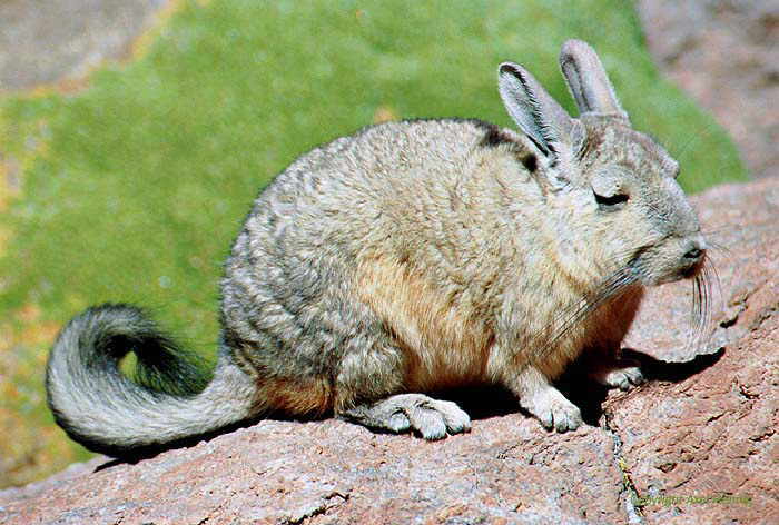 Viscacha