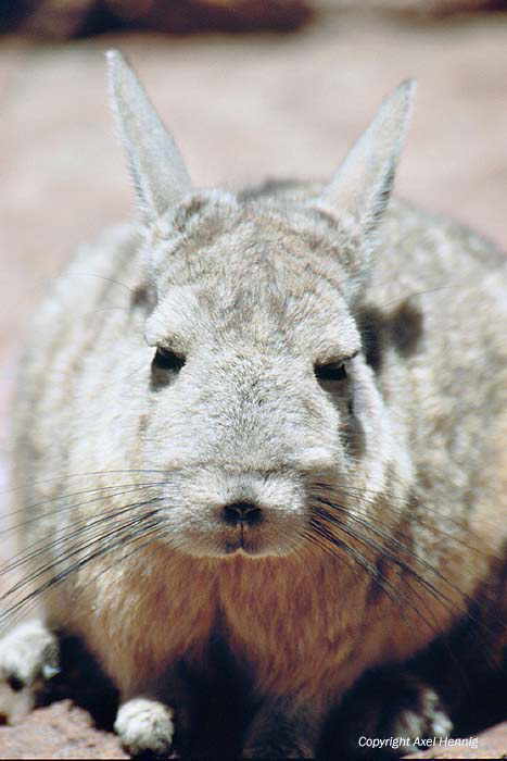 Viscacha