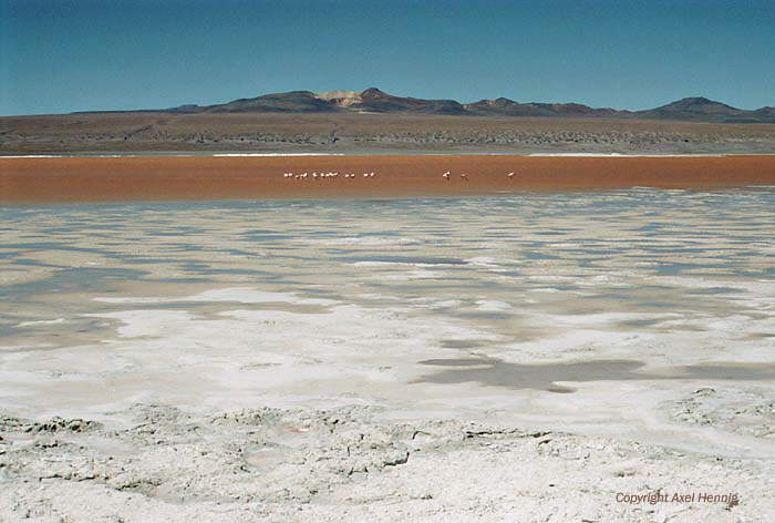 Laguna Colorada