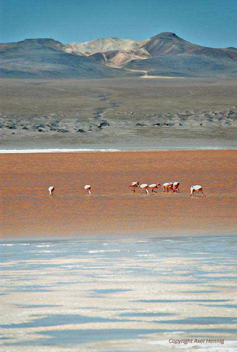 Laguna Colorada