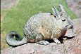 Viscacha