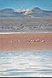 Laguna Colorada