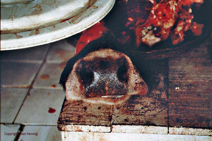 Mercado Central (Markt)