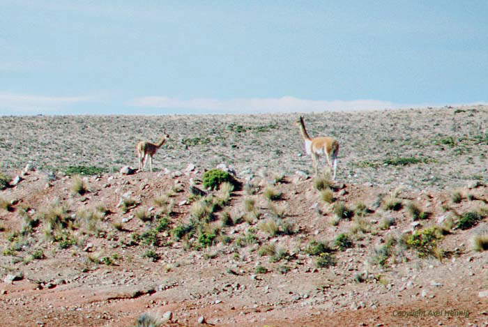 Vicunas