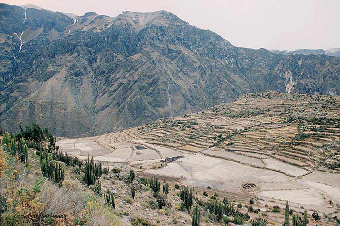 Colca Canyon