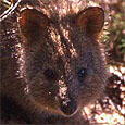 Quokka