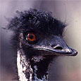 Emu