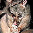 Possum