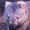 Wombat